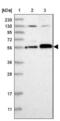 Abraxas 1, BRCA1 A Complex Subunit antibody, NBP2-38356, Novus Biologicals, Western Blot image 