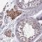 Zinc Finger Protein 717 antibody, NBP1-93434, Novus Biologicals, Immunohistochemistry paraffin image 