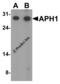 Aph-1 Homolog A, Gamma-Secretase Subunit antibody, 4003, ProSci, Western Blot image 