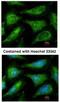 YES Proto-Oncogene 1, Src Family Tyrosine Kinase antibody, NBP1-31297, Novus Biologicals, Immunofluorescence image 