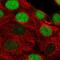 Protein timeless homolog antibody, HPA060655, Atlas Antibodies, Immunofluorescence image 