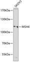 MutS protein homolog 4 antibody, 15-328, ProSci, Western Blot image 
