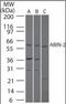 TNFAIP3 Interacting Protein 2 antibody, orb87968, Biorbyt, Western Blot image 