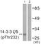 14-3-3 protein zeta/delta antibody, LS-C291159, Lifespan Biosciences, Western Blot image 
