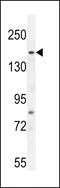 FYVE, RhoGEF and PH domain-containing protein 6 antibody, 55-633, ProSci, Western Blot image 
