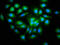 Shisa Family Member 5 antibody, LS-C378148, Lifespan Biosciences, Immunofluorescence image 