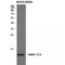Vesicle-associated membrane protein 1 antibody, LS-C386615, Lifespan Biosciences, Western Blot image 