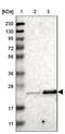 Testis Expressed 261 antibody, NBP1-81126, Novus Biologicals, Western Blot image 
