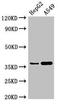 Gamma-Glutamyl Hydrolase antibody, orb52587, Biorbyt, Western Blot image 