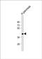 Secreted Frizzled Related Protein 5 antibody, PA5-71770, Invitrogen Antibodies, Western Blot image 