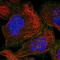 RAB23, Member RAS Oncogene Family antibody, PA5-56067, Invitrogen Antibodies, Immunofluorescence image 
