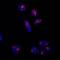Lysosomal Associated Membrane Protein 2 antibody, NBP2-22217AF647, Novus Biologicals, Immunofluorescence image 