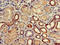 Uncharacterized aarF domain-containing protein kinase 4 antibody, orb51882, Biorbyt, Immunohistochemistry paraffin image 