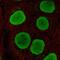 Protein SOX-15 antibody, NBP2-56063, Novus Biologicals, Immunofluorescence image 