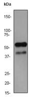 Mitogen-activated protein kinase 9 antibody, ab76125, Abcam, Western Blot image 
