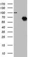 Nuclear receptor subfamily 2 group C member 1 antibody, TA803381S, Origene, Western Blot image 