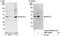 Protein IMPACT antibody, NBP1-42678, Novus Biologicals, Western Blot image 