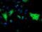 Monoglyceride Lipase antibody, TA502932, Origene, Immunofluorescence image 