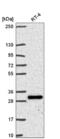 Coiled-Coil-Helix-Coiled-Coil-Helix Domain Containing 6 antibody, NBP2-55466, Novus Biologicals, Western Blot image 