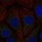 ES1 protein homolog, mitochondrial antibody, PA5-53828, Invitrogen Antibodies, Immunofluorescence image 