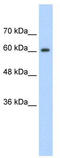 Heterogeneous nuclear ribonucleoprotein Q antibody, TA345957, Origene, Western Blot image 