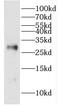 L-xylulose reductase antibody, FNab02281, FineTest, Western Blot image 