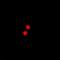 PR domain zinc finger protein 5 antibody, orb341284, Biorbyt, Immunofluorescence image 