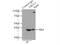ERCC Excision Repair 1, Endonuclease Non-Catalytic Subunit antibody, 14586-1-AP, Proteintech Group, Immunoprecipitation image 