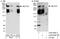 HECT Domain E3 Ubiquitin Protein Ligase 1 antibody, A302-908A, Bethyl Labs, Immunoprecipitation image 