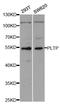 Phospholipid Transfer Protein antibody, orb167460, Biorbyt, Western Blot image 