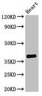 Tenomodulin antibody, orb400936, Biorbyt, Western Blot image 