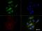 Calnexin antibody, NBP2-36570, Novus Biologicals, Immunofluorescence image 