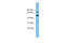 Sulfate anion transporter 1 antibody, ARP44029_P050, Aviva Systems Biology, Western Blot image 