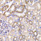 Periplakin antibody, LS-C346172, Lifespan Biosciences, Immunohistochemistry paraffin image 
