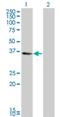 Krueppel-like factor 6 antibody, H00001316-M01, Novus Biologicals, Western Blot image 