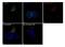 Limpii antibody, 703037, Invitrogen Antibodies, Immunofluorescence image 