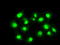 Protein Phosphatase 5 Catalytic Subunit antibody, TA500595, Origene, Immunofluorescence image 