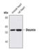 Desmin antibody, PA5-17182, Invitrogen Antibodies, Western Blot image 