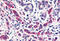 Adhesion G Protein-Coupled Receptor L4 antibody, MBS246909, MyBioSource, Immunohistochemistry frozen image 