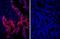 IgG-heavy and light chain antibody, A120-201D4, Bethyl Labs, Immunofluorescence image 
