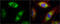 Ribosomal Protein L17 antibody, GTX111934, GeneTex, Immunofluorescence image 