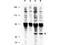 Fanconi anemia group F protein antibody, NBP1-77986, Novus Biologicals, Western Blot image 