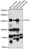 Phospholipase C Like 1 (Inactive) antibody, LS-C750272, Lifespan Biosciences, Western Blot image 