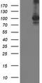 Signal Transducer And Activator Of Transcription 4 antibody, TA503022, Origene, Western Blot image 