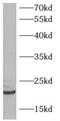 ADP-ribosylation factor-related protein 1 antibody, FNab00541, FineTest, Western Blot image 
