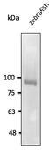 Cadherin 11 antibody, AB0138-100, Origene, Western Blot image 