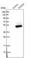 Dihydroorotate Dehydrogenase (Quinone) antibody, NBP1-86110, Novus Biologicals, Western Blot image 