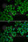 3-Hydroxy-3-Methylglutaryl-CoA Reductase antibody, A1633, ABclonal Technology, Immunofluorescence image 
