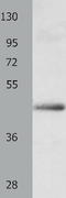 B78 antibody, TA321681, Origene, Western Blot image 