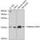 H2A Histone Family Member X antibody, 14-047, ProSci, Western Blot image 